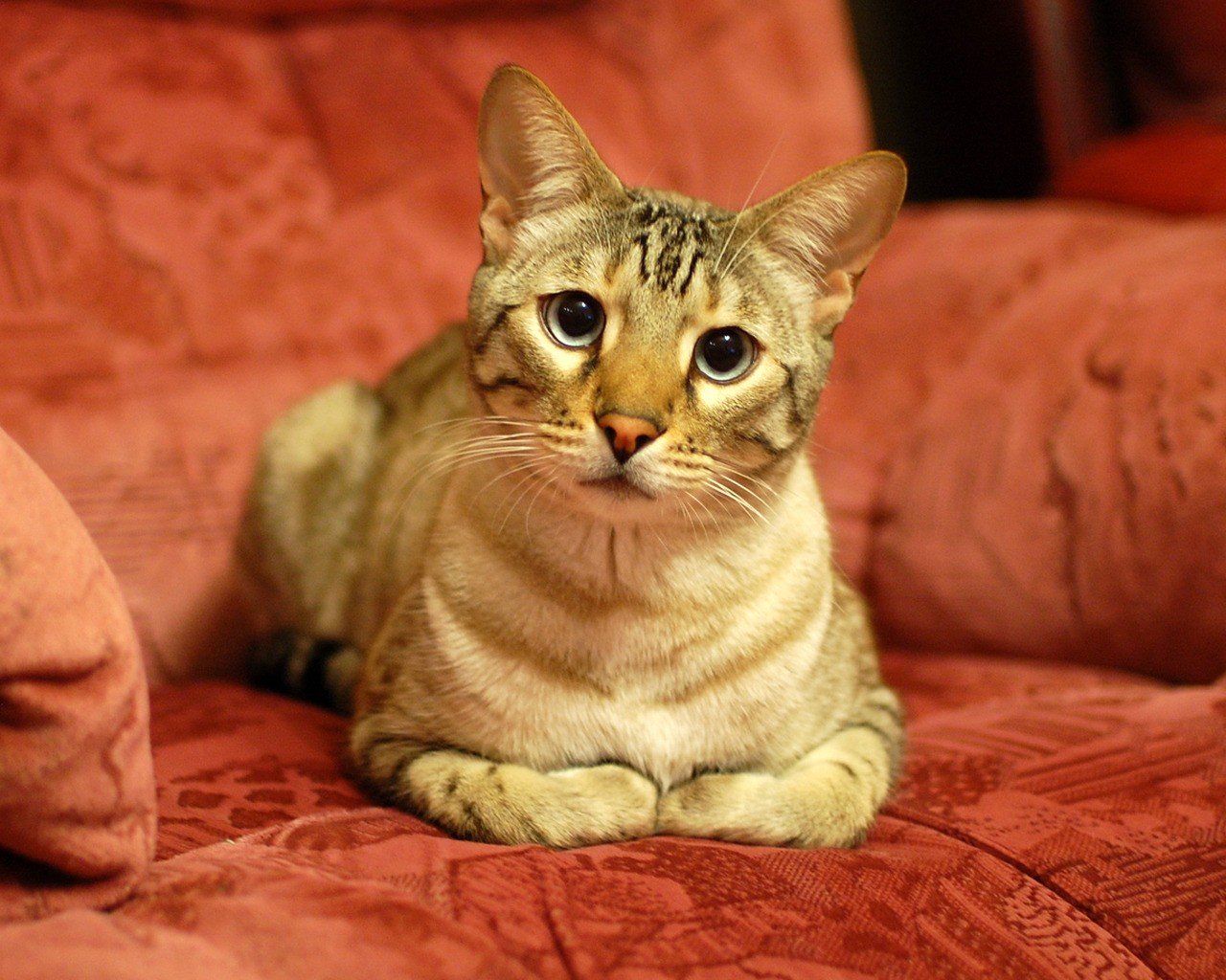 кот, кошка, взгляд