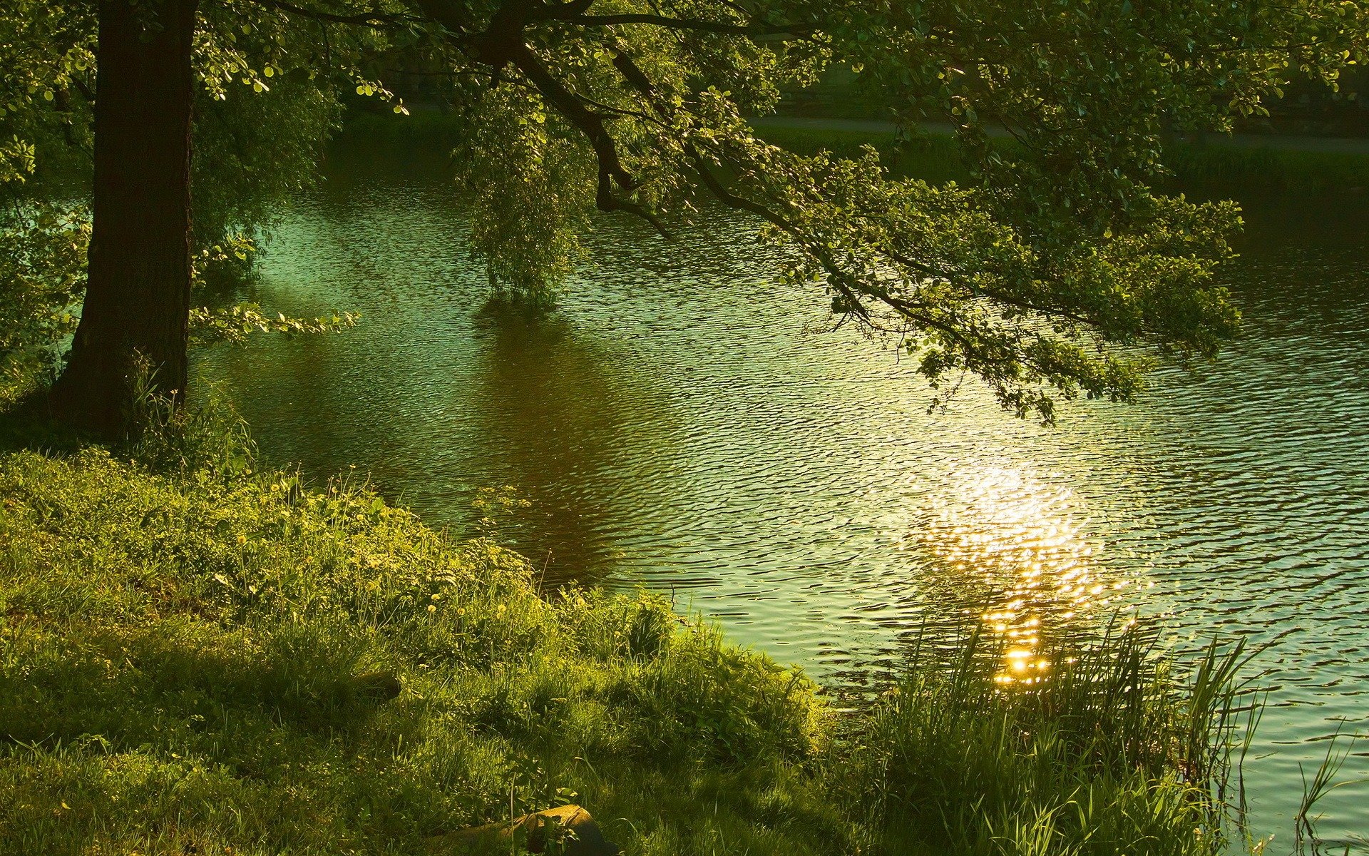 дерево, природа, река
