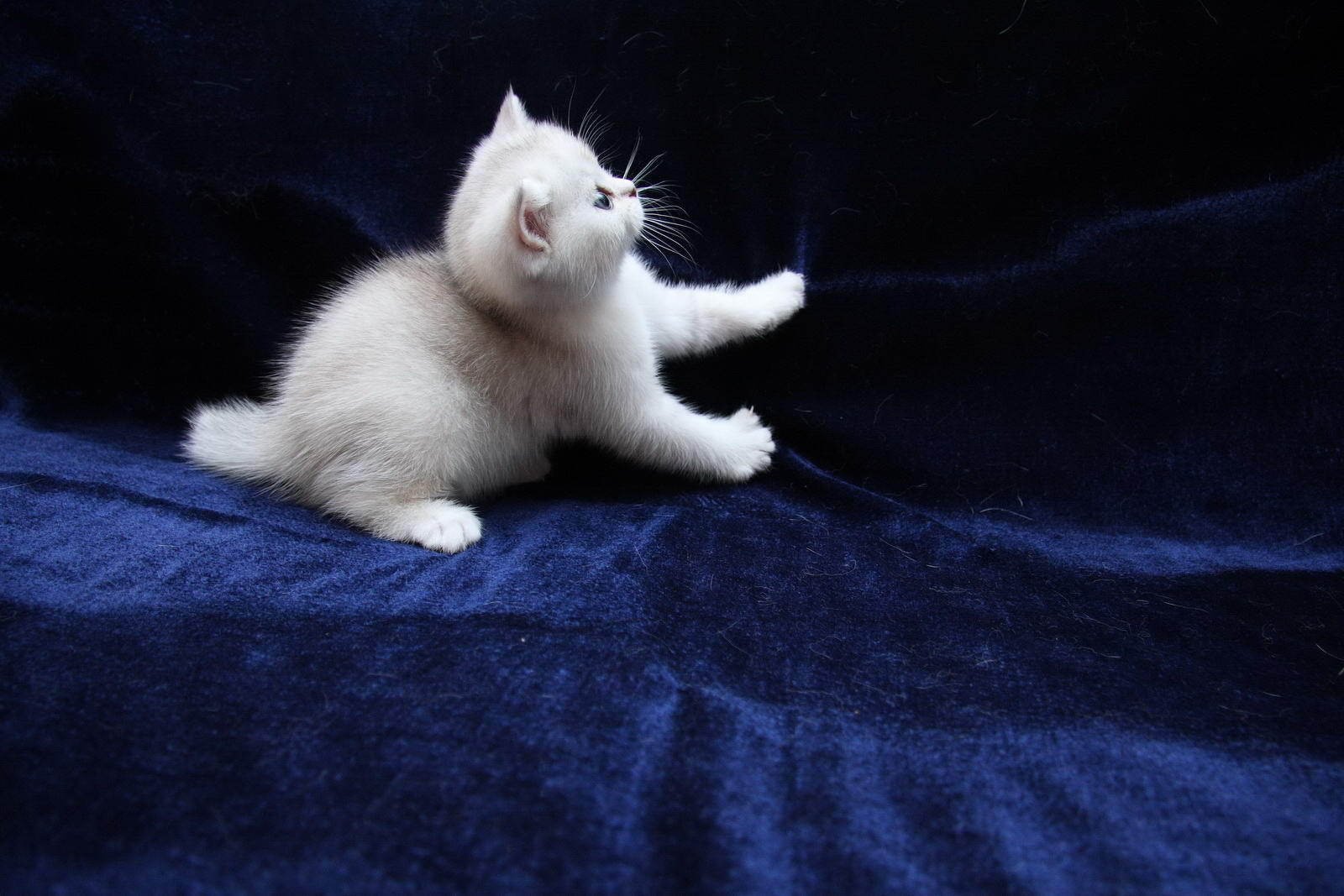 кот, кошка, котенок