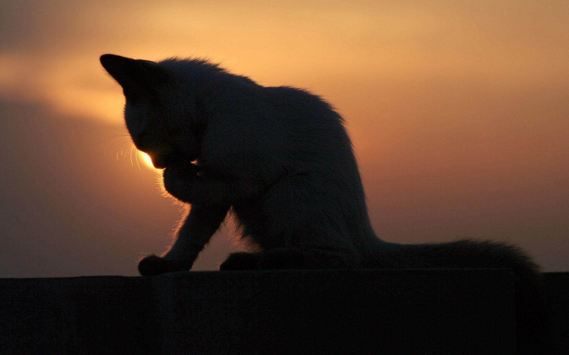 котенок, умывается, закат