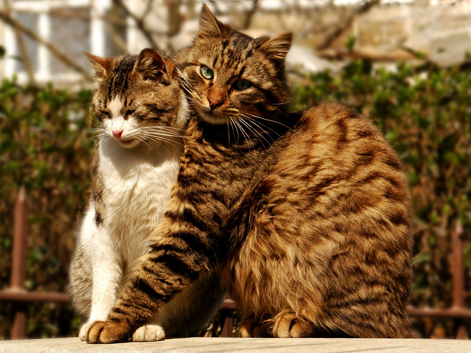 кот, обьятия, кошка
