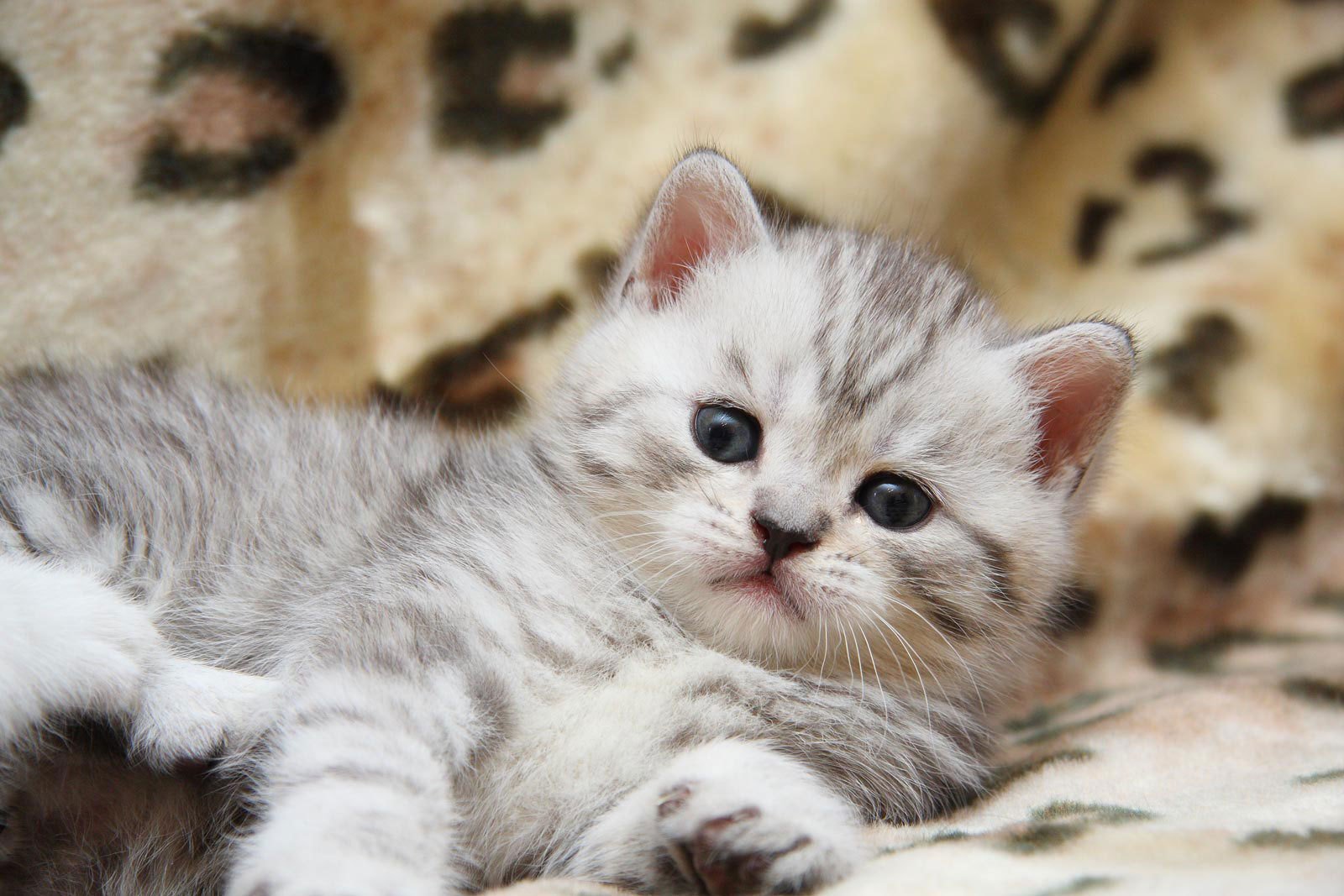 кот, котенок, кошка