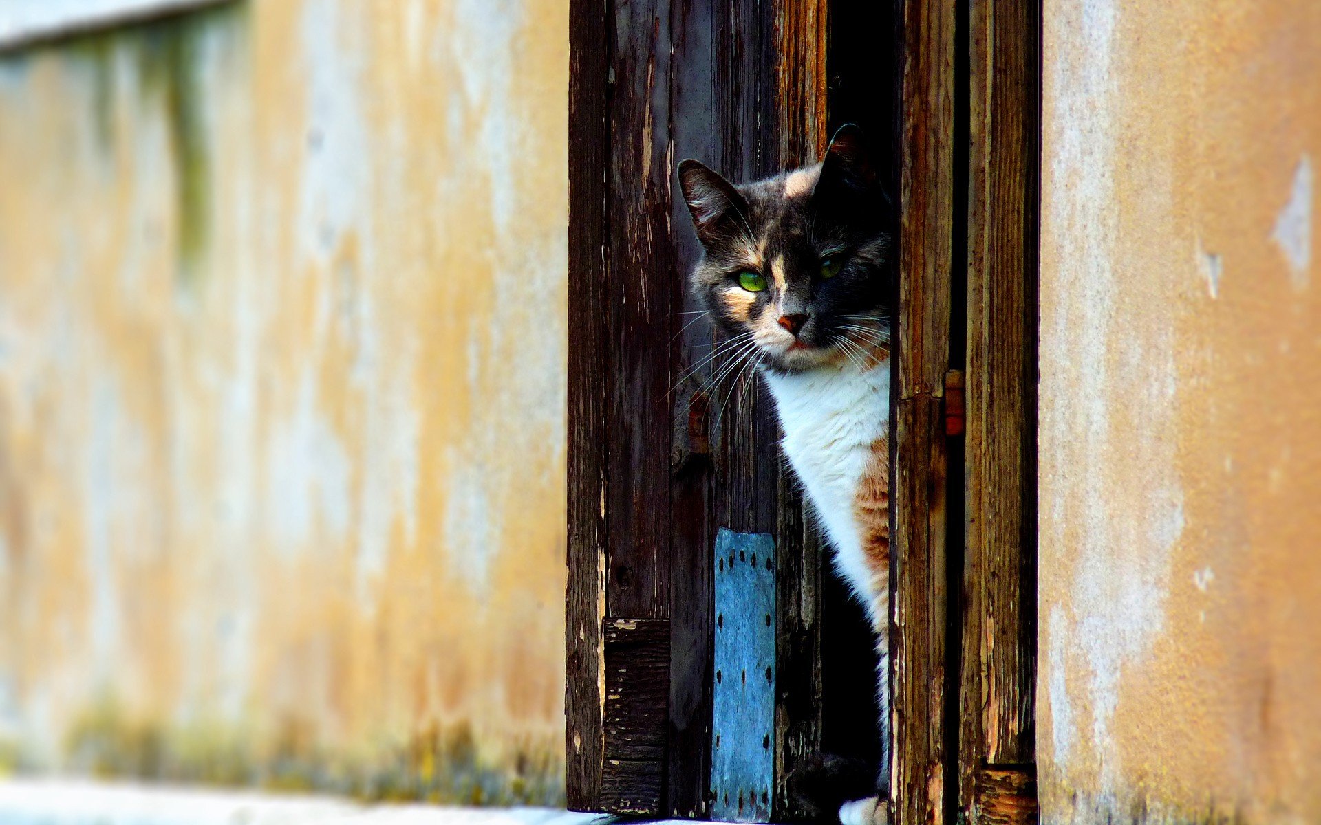 дверь, кот, стена