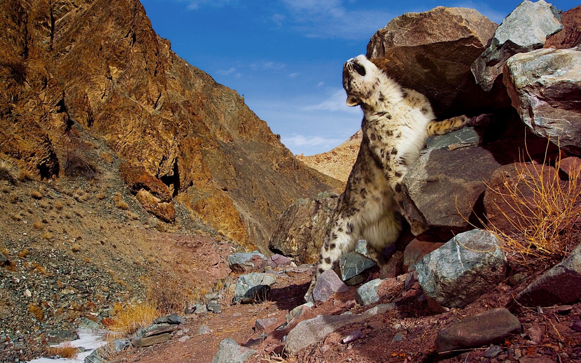 snow leopard, снежный барс, горы, камни