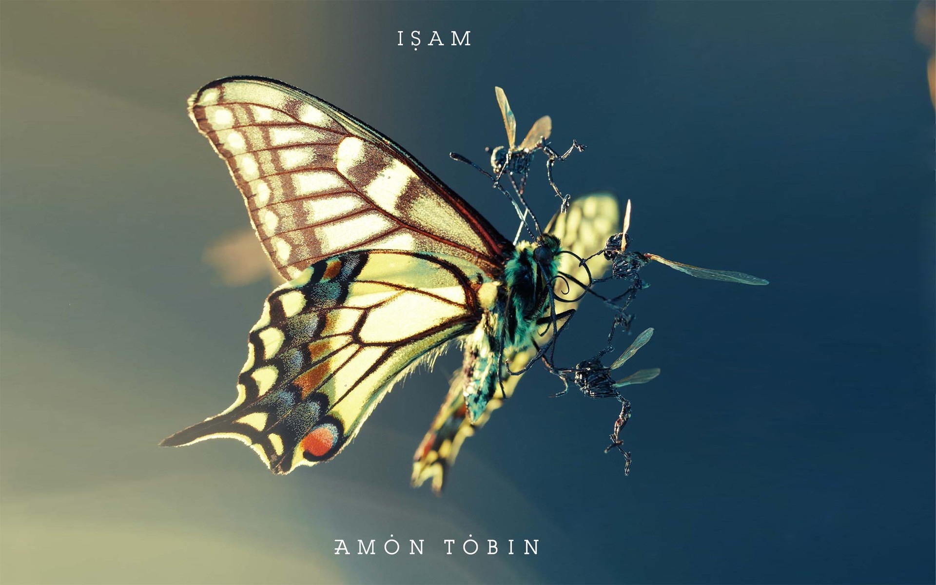 мотылек, борьба, amon tobin, насекомые