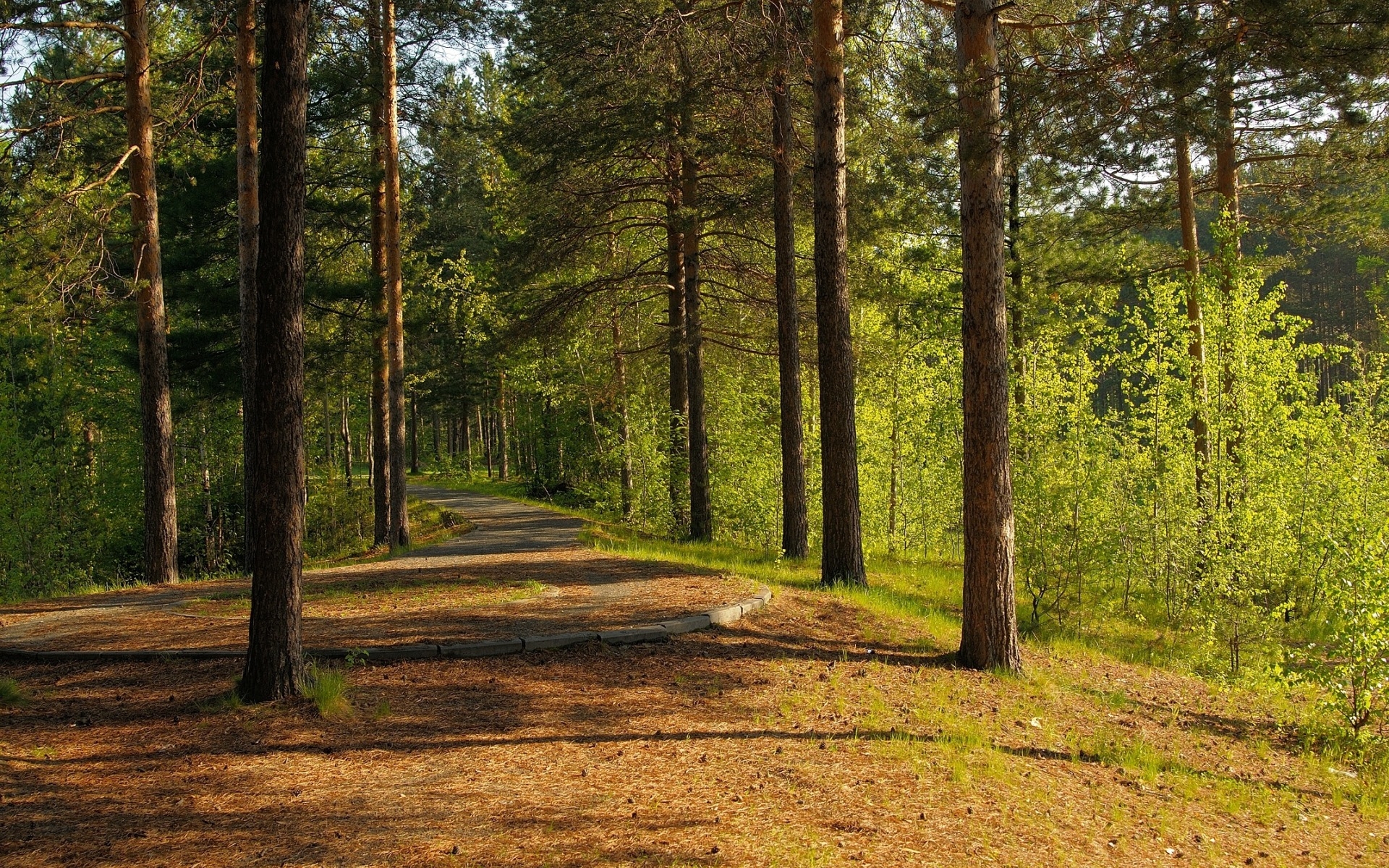 лес, дорога, лето